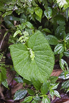Wet plants on the floor of the jungle in the Monteverde Cloud Forest Reserve in Selvatura Wet plants on the floor of the jungle in the Monteverde Cloud Forest Reserve in Selvatura