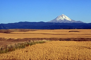 Wheat fields with Mt. Hood in background, Oregon Wheat fields with Mt. Hood in background, Oregon
