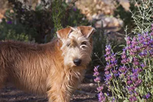 Wheaton terrier puppy standing by flowers (PR) Wheaton terrier puppy standing by flowers (PR)