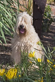 Wheaton terrier sitting in flower garden (PR) Wheaton terrier sitting in flower garden (PR)