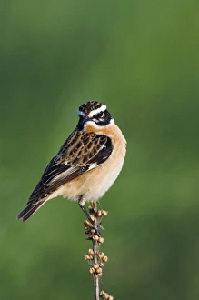 Whinchat, Saxicola rubetra, male, National Park Lake Neusiedl, Burgenland, Austria Whinchat, Saxicola rubetra, male, National Park Lake Neusiedl, Burgenland, Austria