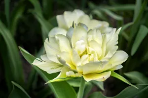 White Exotic Emperor tulip, USA White Exotic Emperor tulip, USA