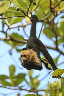 White-faced Capuchin Monkey (Cebus capucinus). Native to Central America. Roatan White-faced Capuchin Monkey (Cebus capucinus). Native to Central America. Roatan