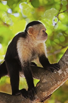 White Faced Monkeys ( Cebus Capucinus) in trees on Fantasy Island Roatan in Honduras White Faced Monkeys ( Cebus Capucinus) in trees on Fantasy Island Roatan in Honduras