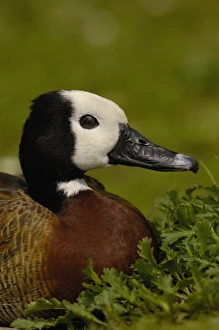 White-faced Whistling Duck (Dendrocygna viduata), captive in Slimbridge Wildfowl and Wetlands Trust White-faced Whistling Duck (Dendrocygna viduata), captive in Slimbridge Wildfowl and Wetlands Trust