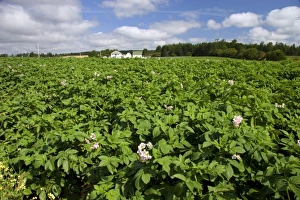 White farm house and potato field on Prince Edward Island, Canada White farm house and potato field on Prince Edward Island, Canada