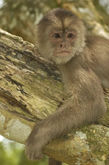 White-fronted capuchin monkey (Cebus albifrons) WILD MONKEY FORMING PART OF A TROOP White-fronted capuchin monkey (Cebus albifrons) WILD MONKEY FORMING PART OF A TROOP