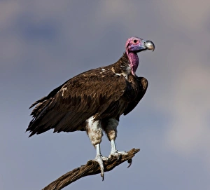 White-Headed Vulture as seen in the Masai Mara White-Headed Vulture as seen in the Masai Mara