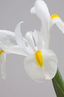 Flora And Fauna Photography Prints: White iris