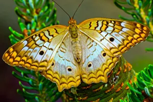 White peacock butterfly, Seattle, Washington State White peacock butterfly, Seattle, Washington State