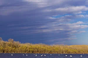 White Pelicans on Calamus Reservoir in Loup County, Nebraska, USA White Pelicans on Calamus Reservoir in Loup County, Nebraska, USA