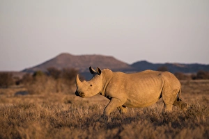 White Rhinoceros (Ceratotherium simum), Great Karoo, Private Reserve, SOUTH AFRICA White Rhinoceros (Ceratotherium simum), Great Karoo, Private Reserve, SOUTH AFRICA