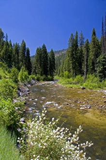 White syringa flowers along the South Fork of the Salmon River near Yellow Pine, Idaho White syringa flowers along the South Fork of the Salmon River near Yellow Pine, Idaho