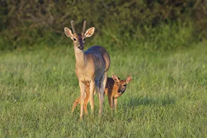 White-tailed Deer (Colinus virginianus) in grassy habitat White-tailed Deer (Colinus virginianus) in grassy habitat