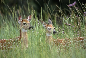 White-tailed deer (Odocoileuis virginianus) two fawns in tall grass, National Bison Range White-tailed deer (Odocoileuis virginianus) two fawns in tall grass, National Bison Range