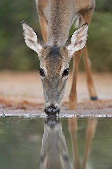 White-tailed Deer (Odocoileus virginianus), adult drinking, South Texas, USA White-tailed Deer (Odocoileus virginianus), adult drinking, South Texas, USA