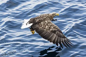 White-tailed Eagle fishing along the waters of Shiretoko Peninsula, Hokkaido, Japan White-tailed Eagle fishing along the waters of Shiretoko Peninsula, Hokkaido, Japan