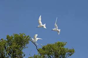 White Tern, Bird Island, Tikehau, Tuamotu Archipelago, French Polynesia White Tern, Bird Island, Tikehau, Tuamotu Archipelago, French Polynesia