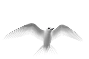 White Tern (Gygis alba rothschildi) in flight White Tern (Gygis alba rothschildi) in flight
