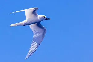 White Tern in Hawaiian a Manu-o-Ku in flight. Waikiki White Tern in Hawaiian a Manu-o-Ku in flight. Waikiki