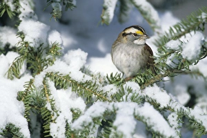 White-throated Sparrow (Zonotrichia albicollis) in winter, Marion Co. IL White-throated Sparrow (Zonotrichia albicollis) in winter, Marion Co. IL