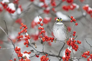 White-throated Sparrow (Zonotrichia leucophrys) in Winterberry bush (Ilex verticillata White-throated Sparrow (Zonotrichia leucophrys) in Winterberry bush (Ilex verticillata