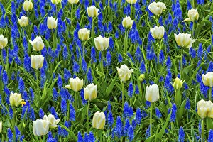 White Tulips Green Leaves Blue Grape Hyacinths Fields Keukenhoff Lisse Holland Netherlands White Tulips Green Leaves Blue Grape Hyacinths Fields Keukenhoff Lisse Holland Netherlands