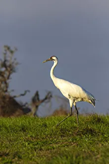 Whooping cranes (Grus americana) subadult feeding in upland meadow Whooping cranes (Grus americana) subadult feeding in upland meadow