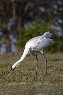Whooping cranes (Grus americana) adult feeding Whooping cranes (Grus americana) adult feeding