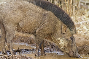 Wild Boar, Tadoba Andheri Tiger Reserve (TATR), India Wild Boar, Tadoba Andheri Tiger Reserve (TATR), India