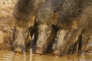 Wild Boars drinking water in the waterhole, Tadoba Andheri Tiger Reserve (TATR), India Wild Boars drinking water in the waterhole, Tadoba Andheri Tiger Reserve (TATR), India