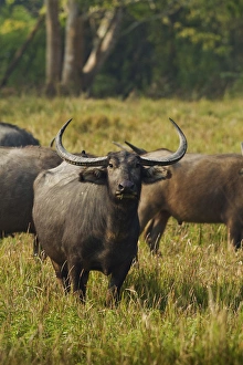 Wild Buffalo in the grassland, Kaziranga National Park, India Wild Buffalo in the grassland, Kaziranga National Park, India