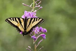 Wild butterfly on purple flowers in Hoh Olympic National Park, Washington State Wild butterfly on purple flowers in Hoh Olympic National Park, Washington State