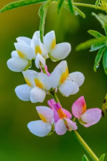 Wild flower. Bale Mountains National Park. Ethiopia Wild flower. Bale Mountains National Park. Ethiopia