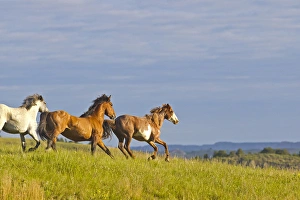 Wild Horse running at Theodore Rooosevelt National Park, North Dakota, USA Wild Horse running at Theodore Rooosevelt National Park, North Dakota, USA