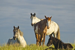 Wild horses at Theodore Rooosevelt National Park, North Dakota, USA Wild horses at Theodore Rooosevelt National Park, North Dakota, USA