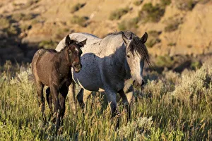 Wild horses in Theodore Roosevelt National Park, North Dakota, USA Wild horses in Theodore Roosevelt National Park, North Dakota, USA