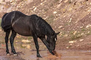 Wild mustang horse at water hole in the Bighorn National Recreation Area, Montana, USA Wild mustang horse at water hole in the Bighorn National Recreation Area, Montana, USA