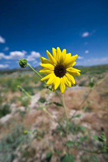A wild sunflower stands above the southwest Utah desert under a lightly cloudy blue sky A wild sunflower stands above the southwest Utah desert under a lightly cloudy blue sky