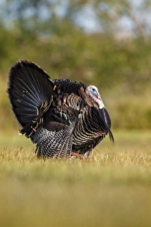 Wild Turkey (Meleagris gallopavo) male strutting Wild Turkey (Meleagris gallopavo) male strutting