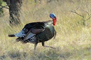 Wild Turkey tom (Meleagris gallopavo) in spring breeding plumage in Arizona highlands Wild Turkey tom (Meleagris gallopavo) in spring breeding plumage in Arizona highlands