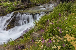 Wildflowers along Baring Creek in Glacier National Park, Montana, USA Wildflowers along Baring Creek in Glacier National Park, Montana, USA