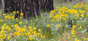 Wildflowers at the base of a Ponderosa pine tree Wildflowers at the base of a Ponderosa pine tree