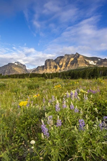 Wildflowers in the Many Glacier Valley of Glacier National Park, Montana, USA Wildflowers in the Many Glacier Valley of Glacier National Park, Montana, USA