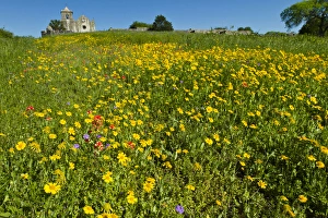 Wildflowers at Presidio La Bahia, Goliad, Texas Wildflowers at Presidio La Bahia, Goliad, Texas