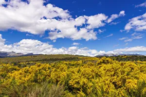 Wildflowers on rolling hills above Lake Te Anau, South Island, New Zealand Wildflowers on rolling hills above Lake Te Anau, South Island, New Zealand