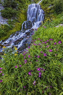 Wildflowers along Vidae Falls in Crater Lake National Park, Oregon, USA Wildflowers along Vidae Falls in Crater Lake National Park, Oregon, USA