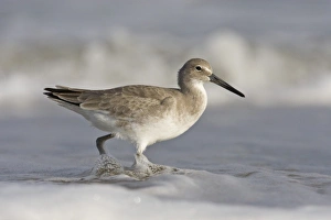 Willet (Catoptrophorus semipalmatus) feeding in surg, Gulf of Mexico, Texas, USA Willet (Catoptrophorus semipalmatus) feeding in surg, Gulf of Mexico, Texas, USA