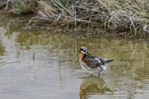 Wilsons Phalarope at Freezeout Lake Wildlife Management Area near Fairfield, Montana, USA Wilsons Phalarope at Freezeout Lake Wildlife Management Area near Fairfield, Montana, USA