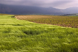 Wind blowing across a green wheat field next to a vineyard with the Sierra Cantabria Wind blowing across a green wheat field next to a vineyard with the Sierra Cantabria